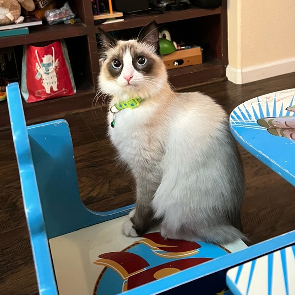 Meet your Posher, Neftali - Picture 3 of 6